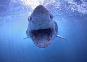 white shark incoming
Gans Bay
South Africa 